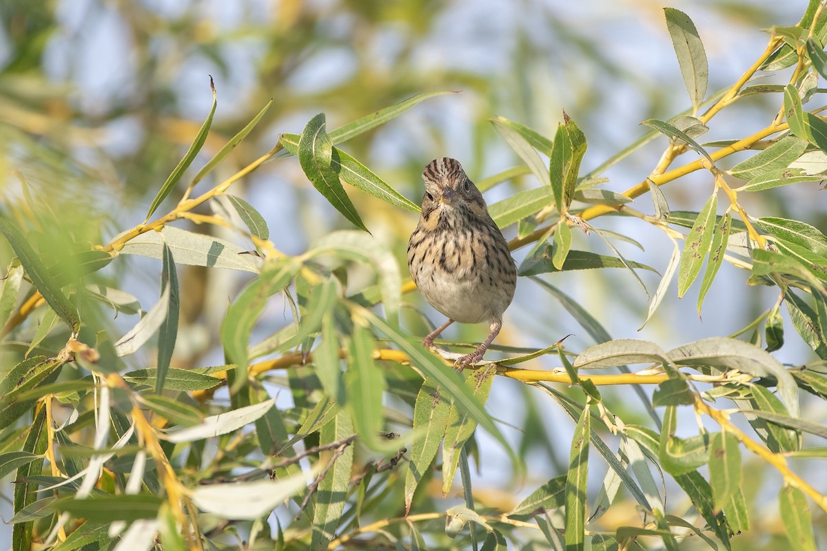 Lincoln's Sparrow - ML623656927