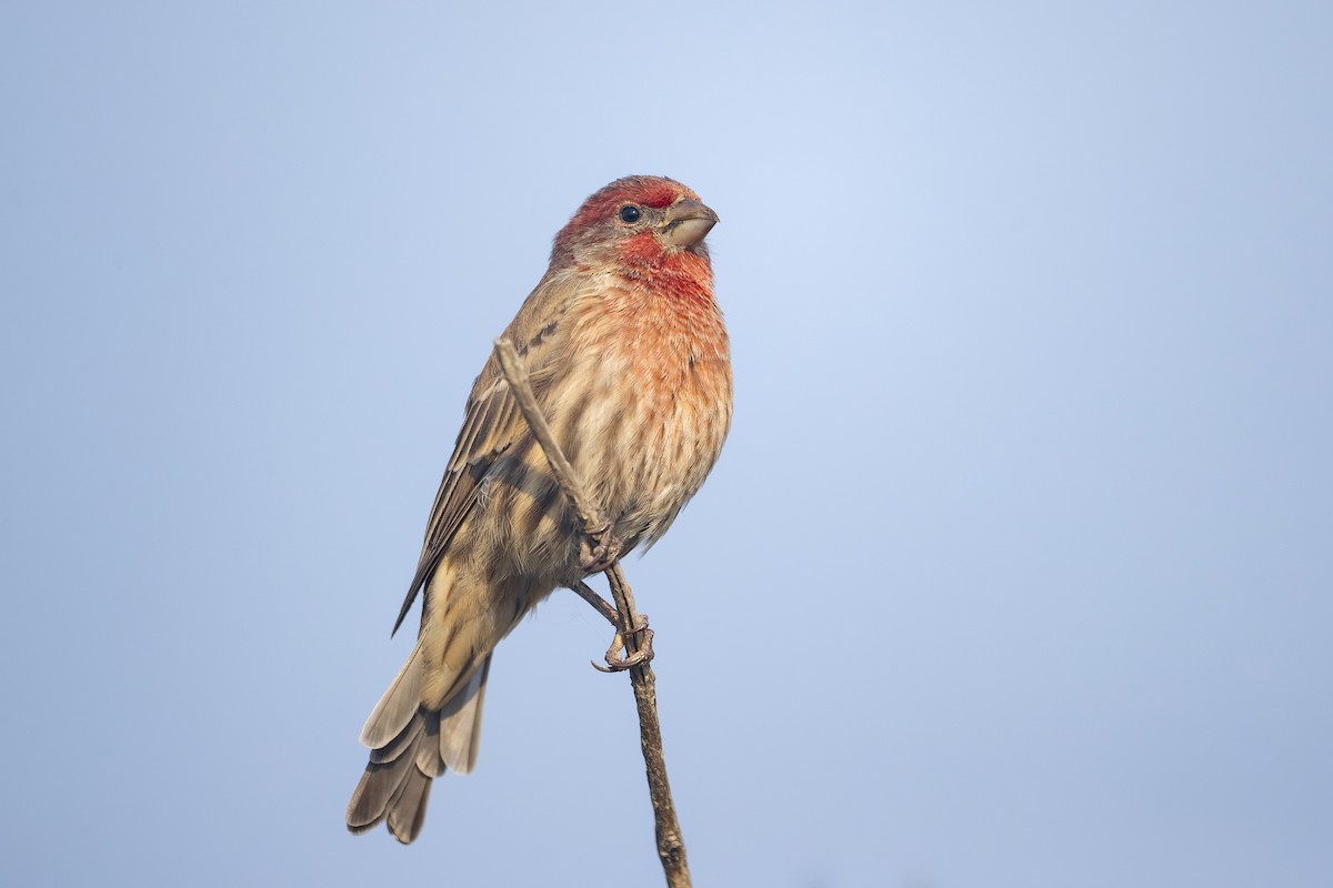 House Finch - ML623656930