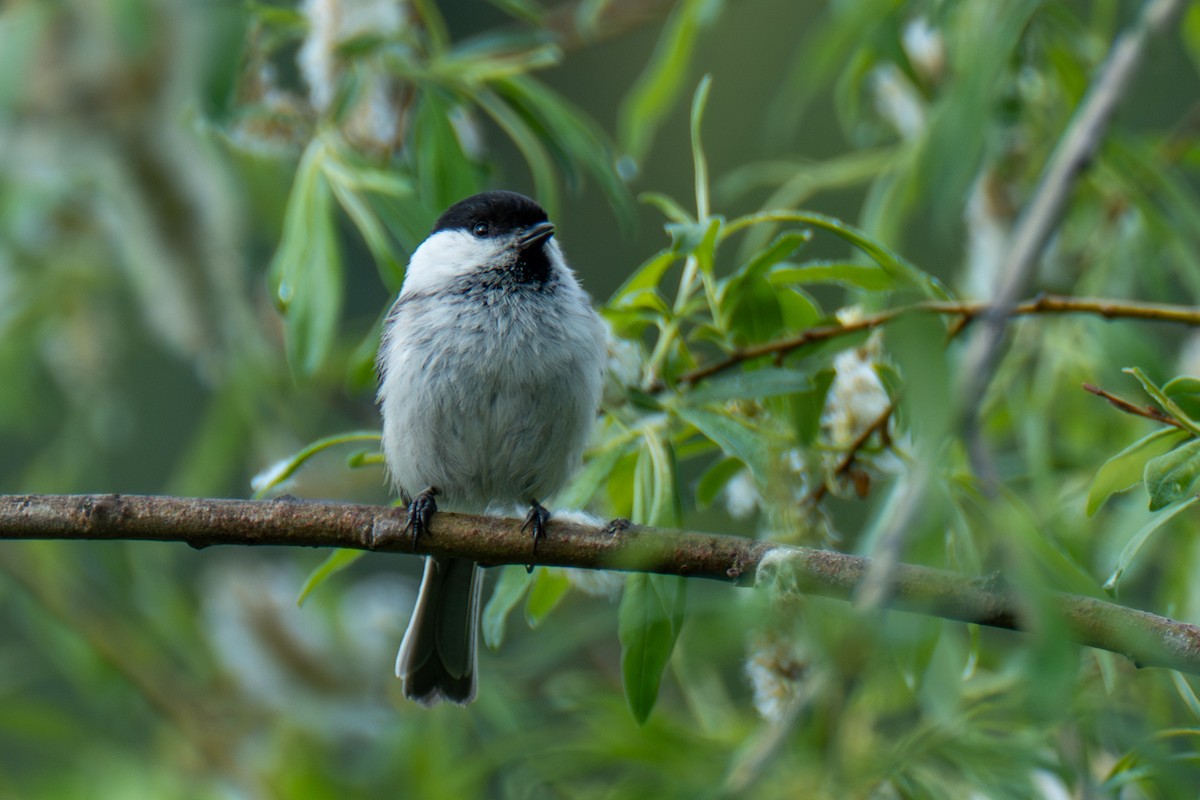 Willow Tit - ML623656940