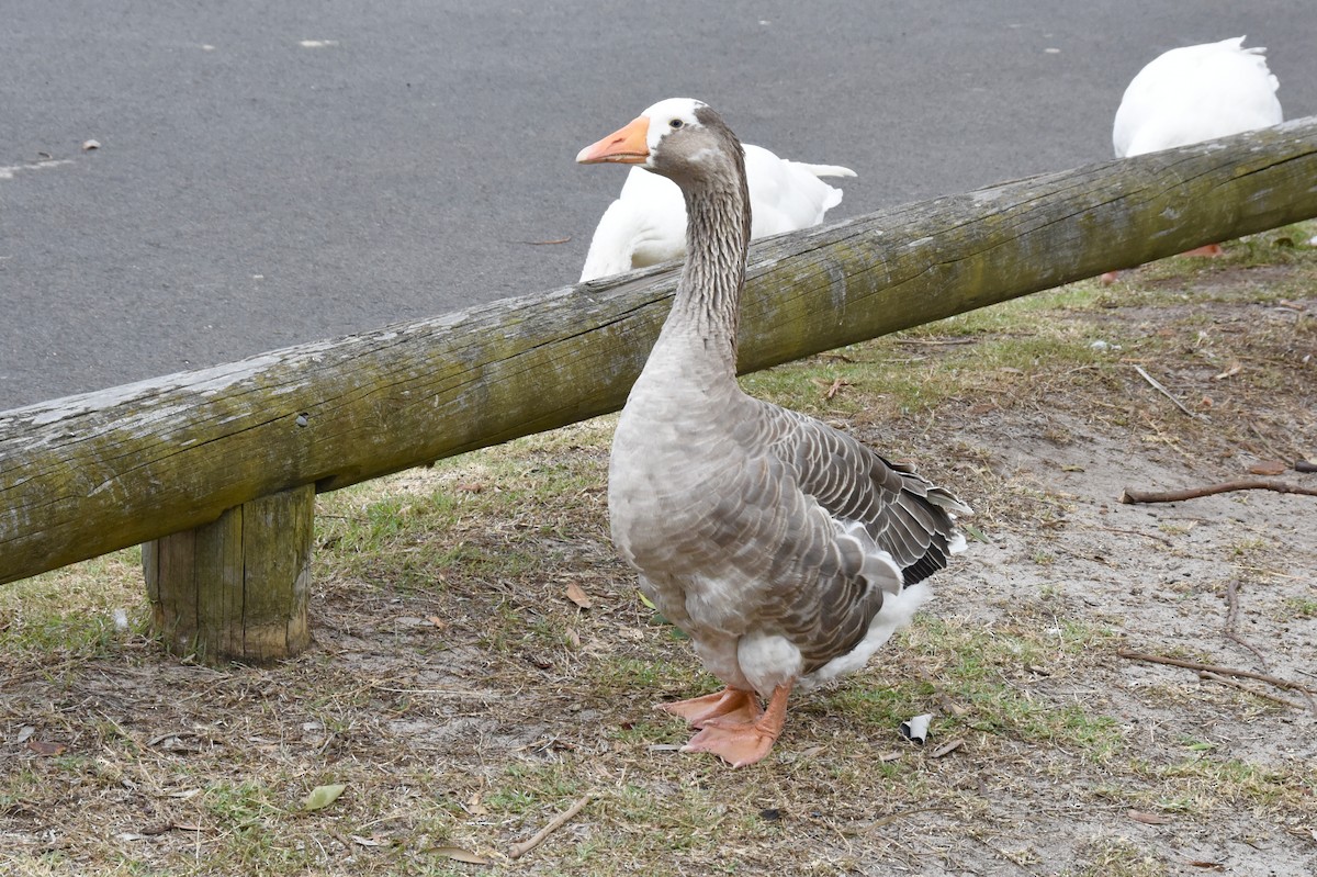 Graylag Goose (Domestic type) - ML623656943