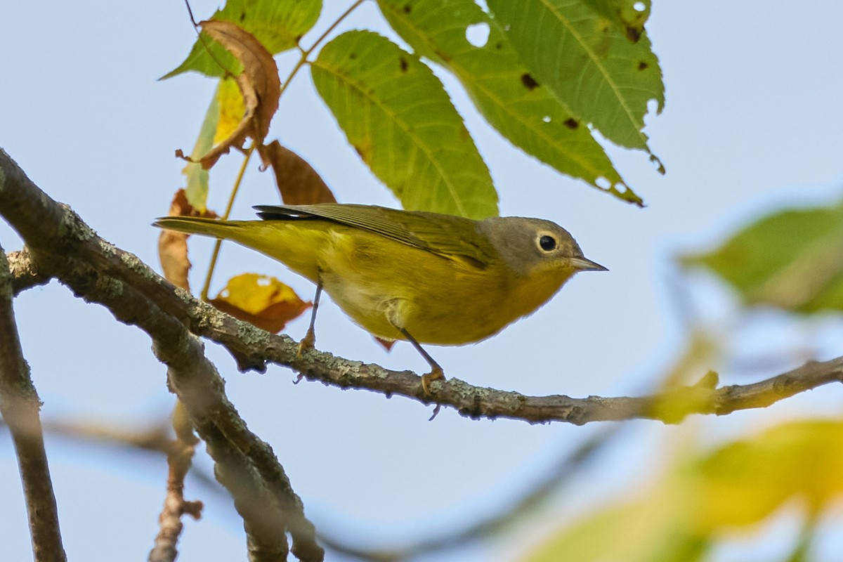 Nashville Warbler - ML623656961