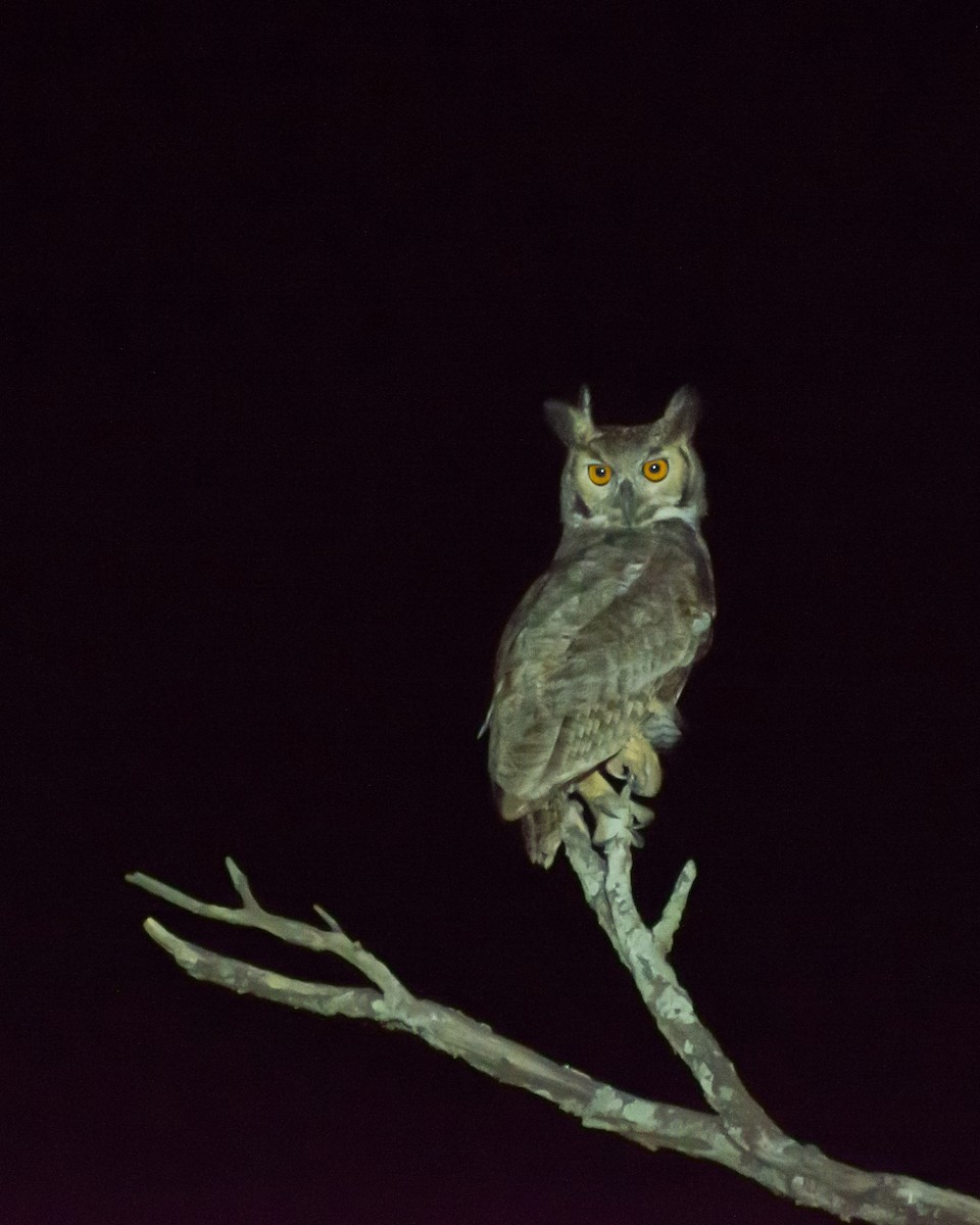 Great Horned Owl - ML623656974