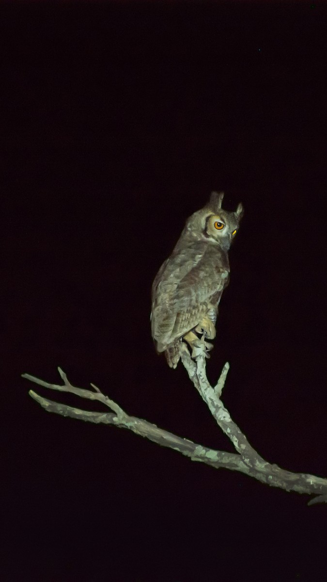 Great Horned Owl - ML623656975