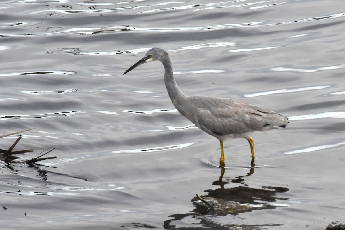 White-faced Heron - ML623656982