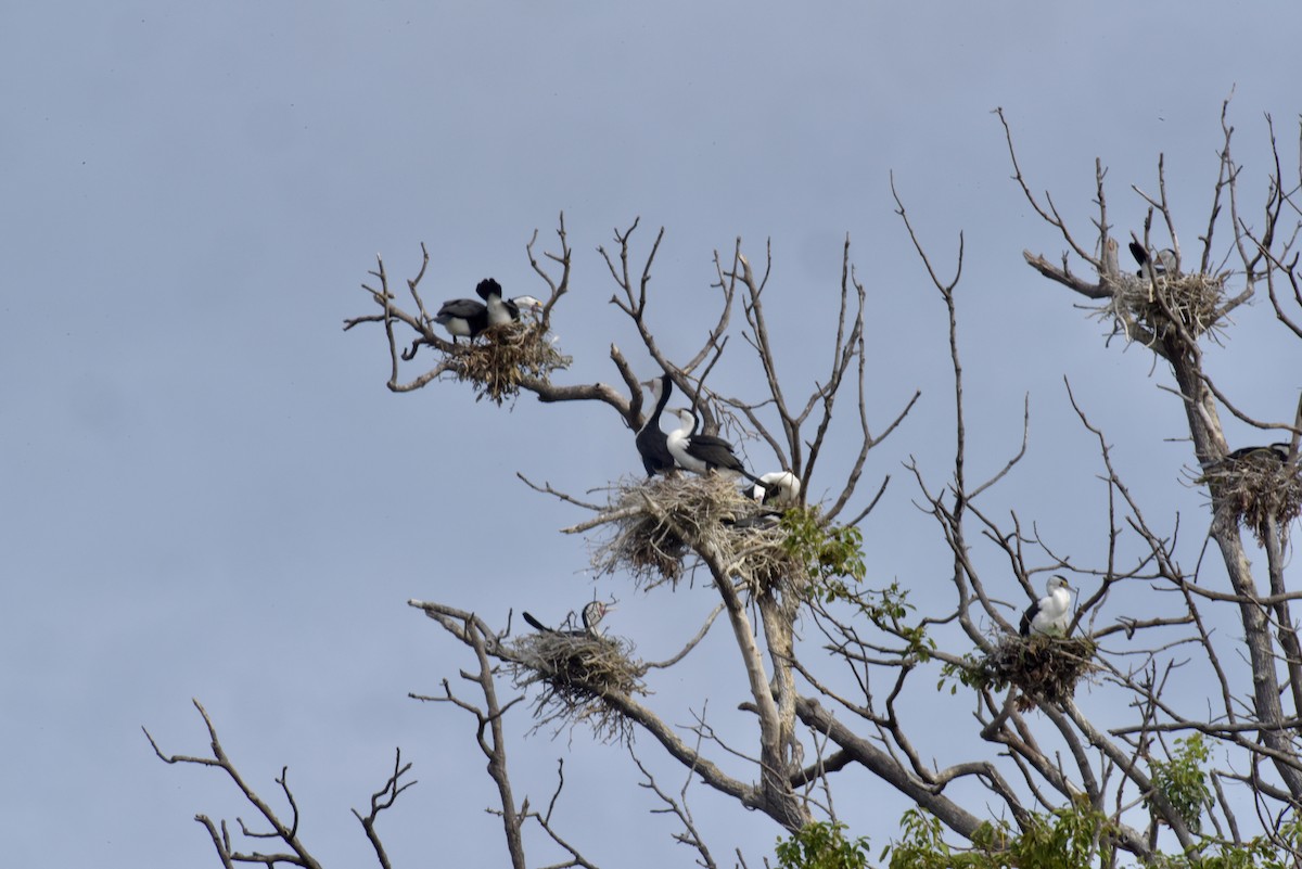 Pied Cormorant - Chuck Jensen