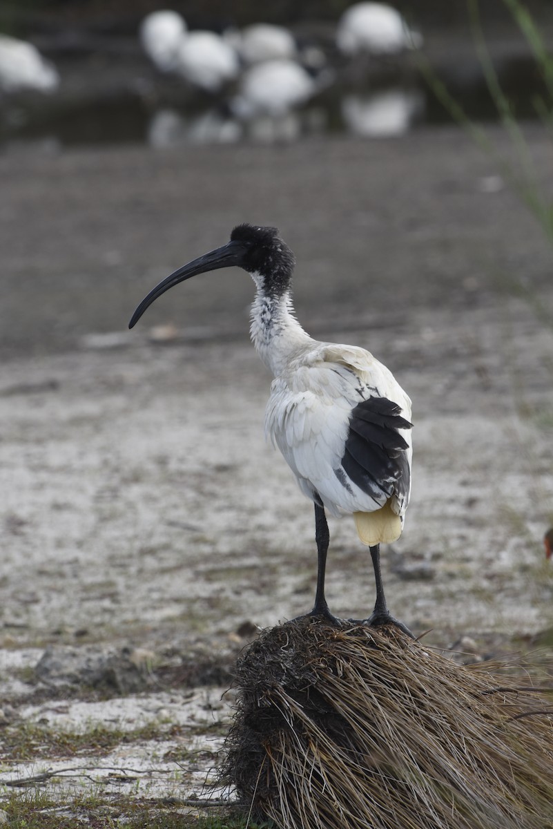 Australian Ibis - ML623657016