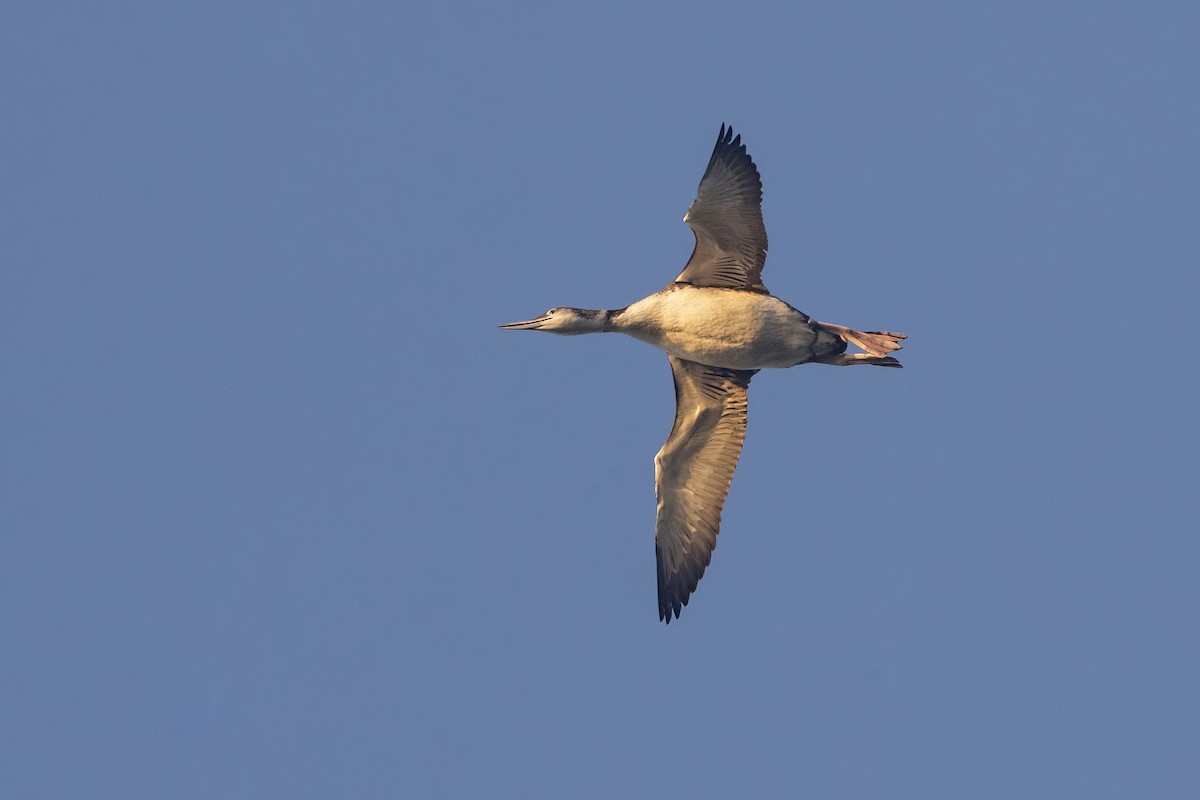 Common Loon - ML623657024