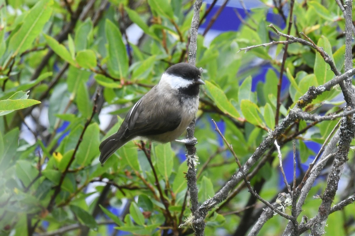 Sichuan Tit - ML623657026