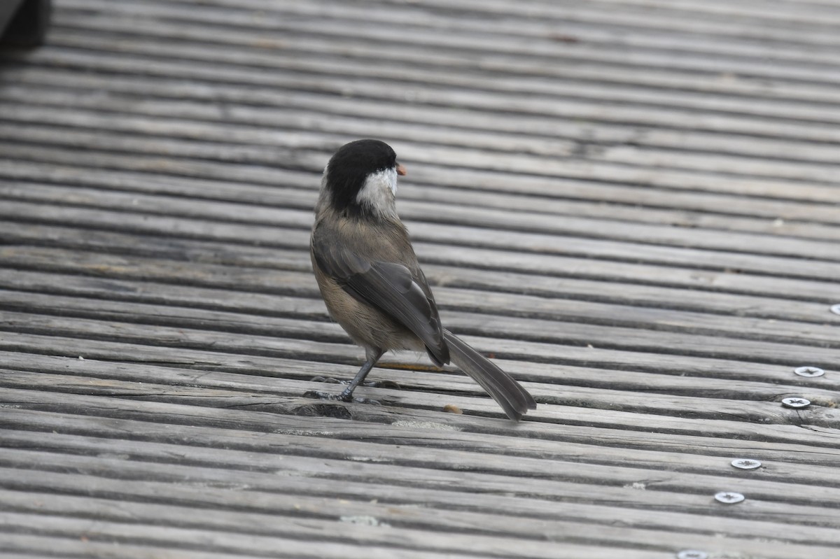 Sichuan Tit - ML623657027