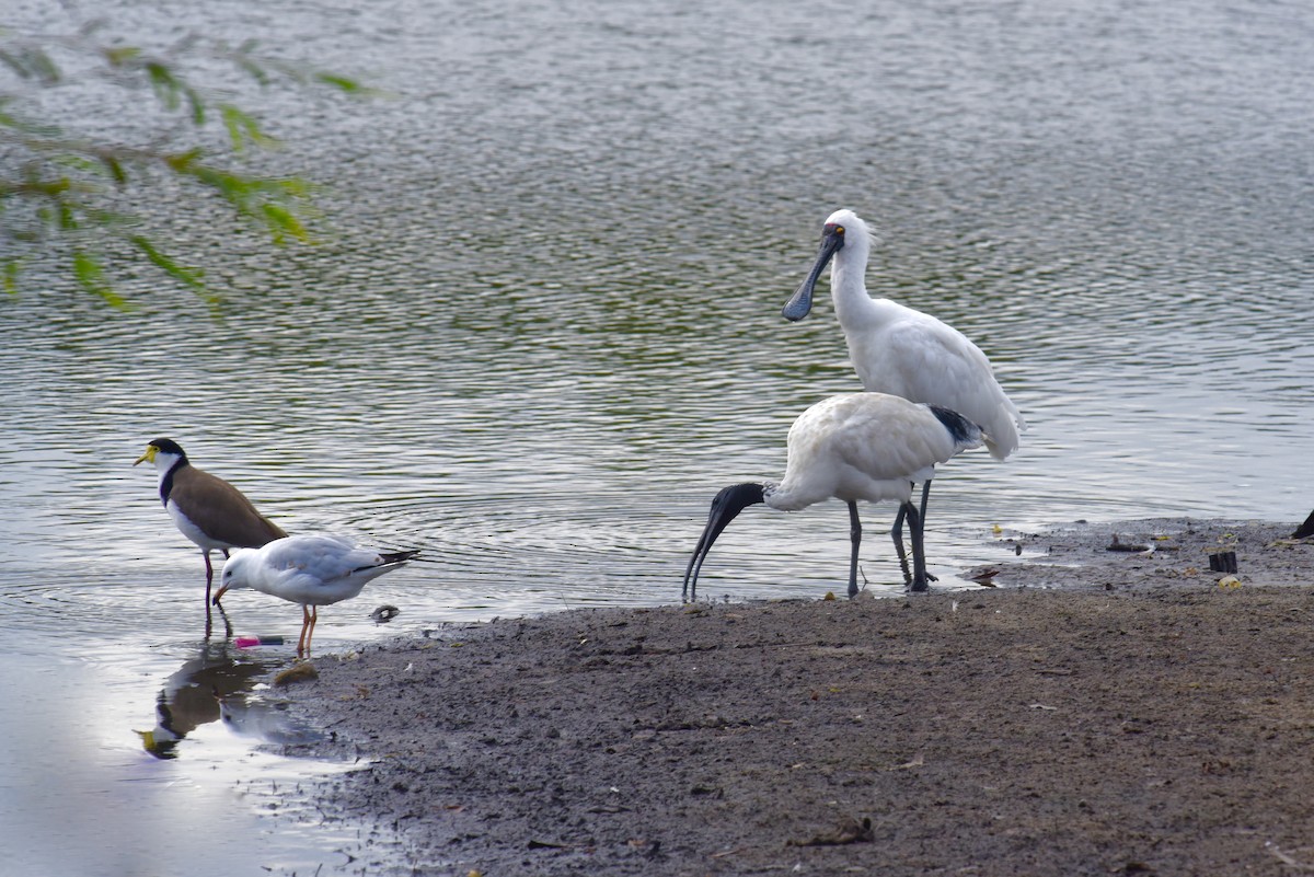 Royal Spoonbill - ML623657028