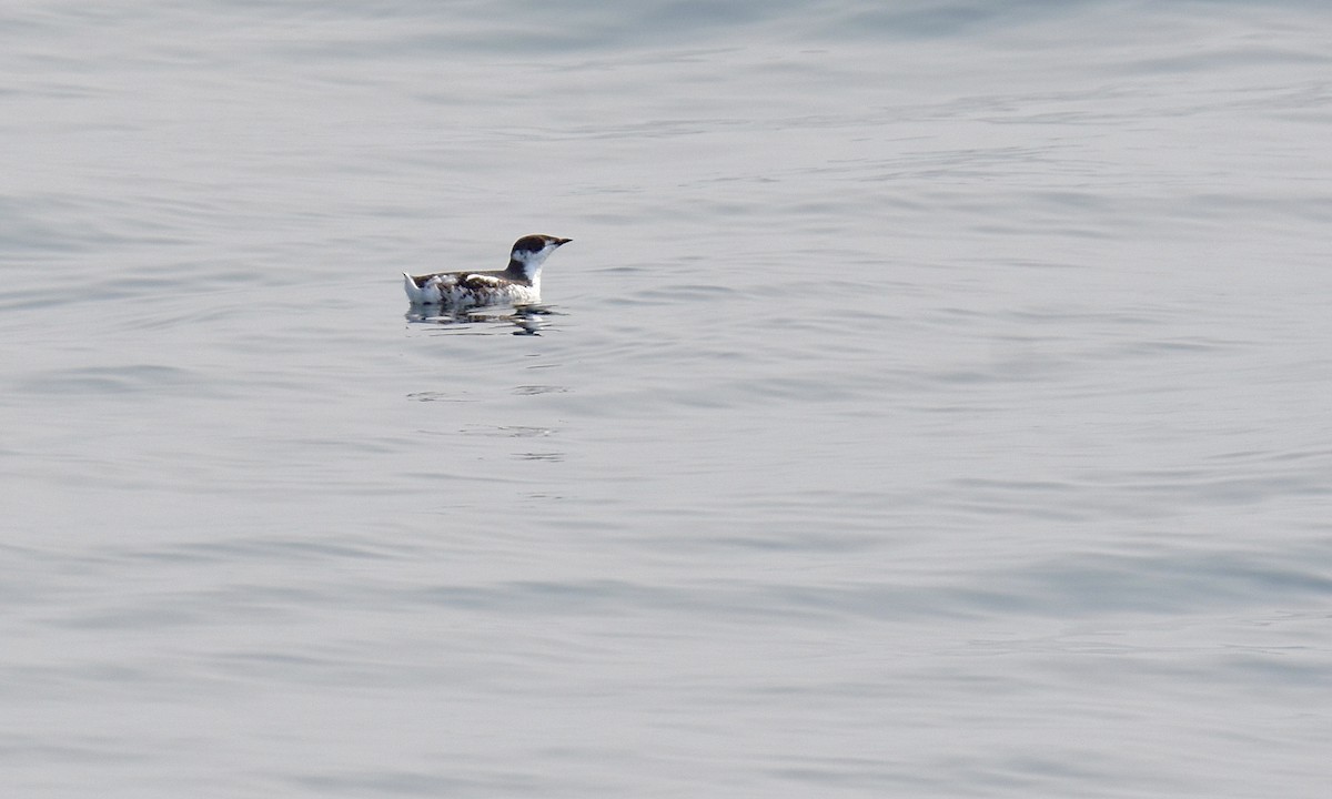 Marbled Murrelet - ML623657045