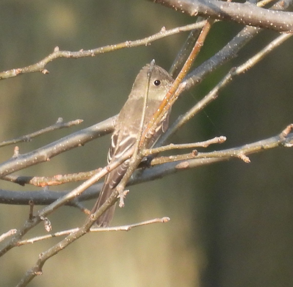 Eastern Wood-Pewee - Scott Weaver