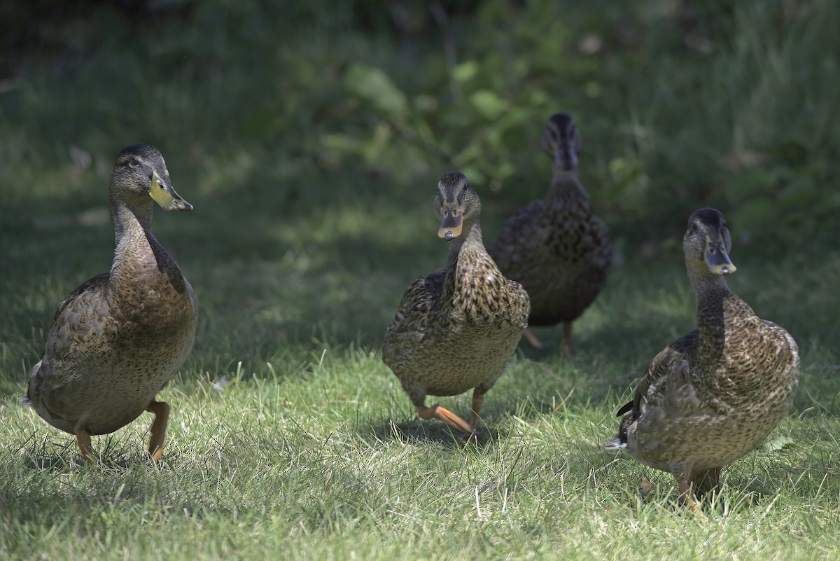 Mallard - Jim Tonkinson