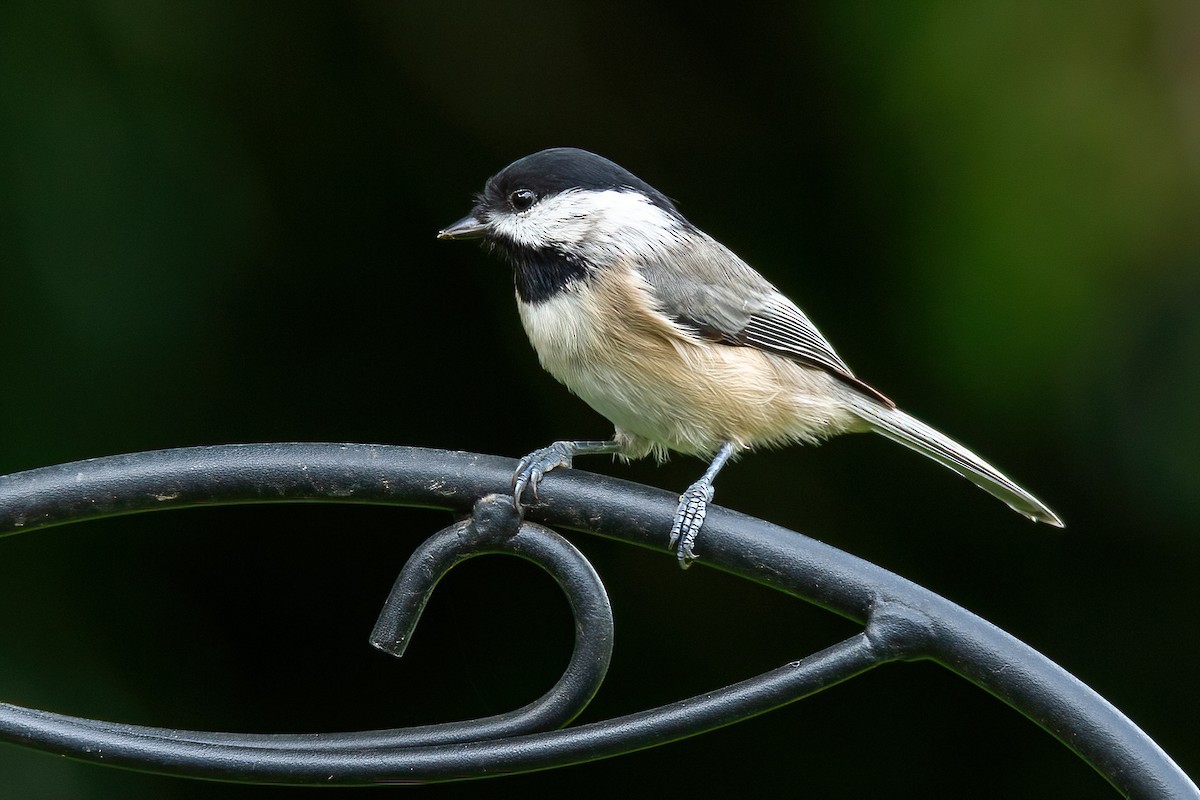 Carolina Chickadee - ML623657151