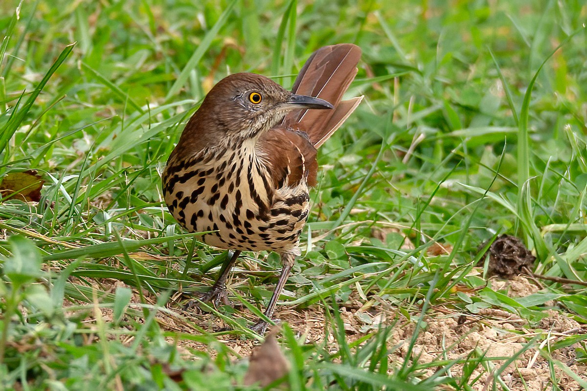 Brown Thrasher - George Holt