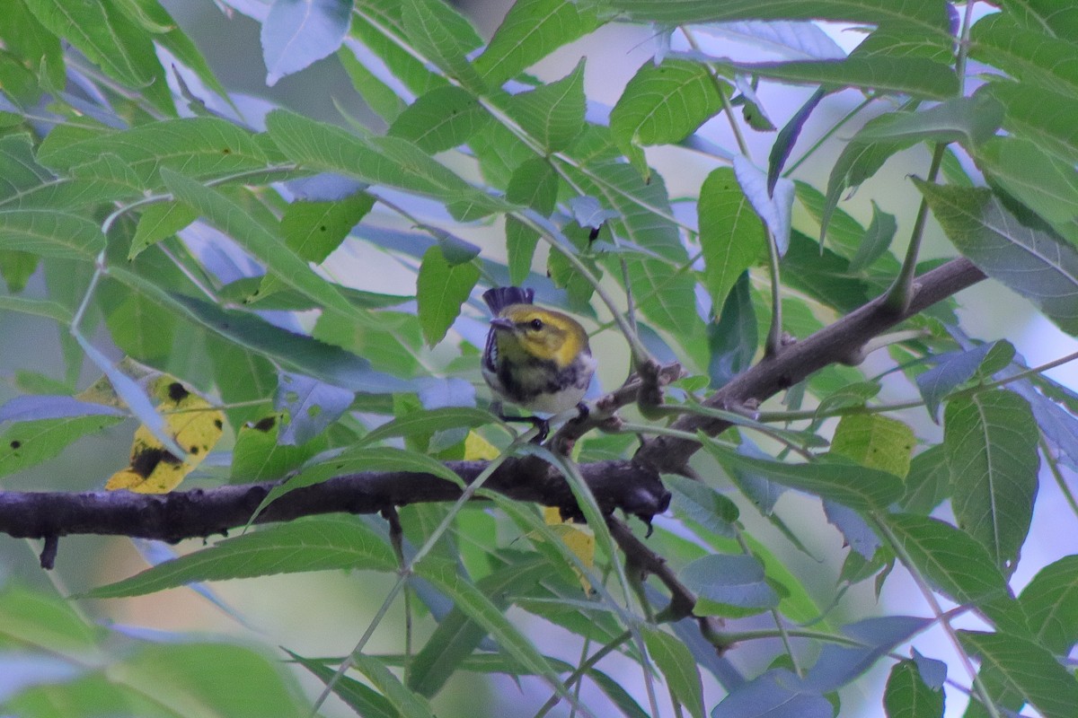 Black-throated Green Warbler - Cory Ruchlin