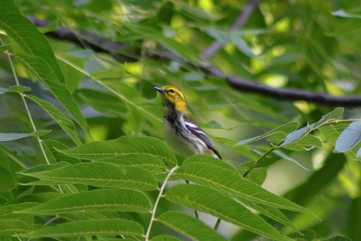 Black-throated Green Warbler - ML623657187