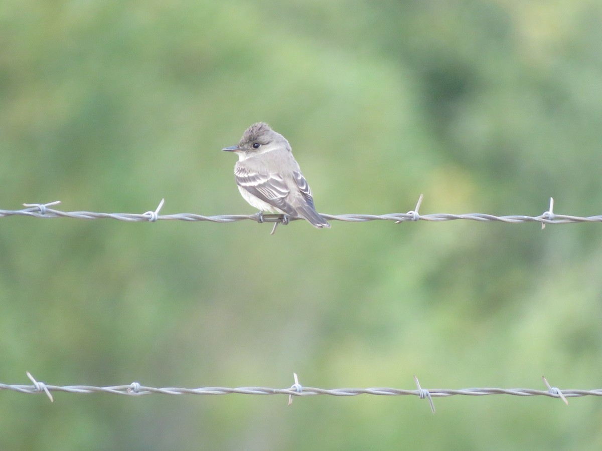 Western Wood-Pewee - ML623657226