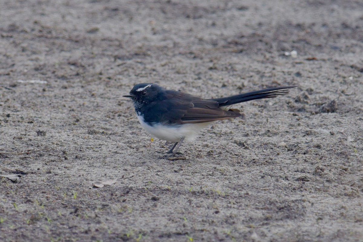 Willie-wagtail - ML623657236