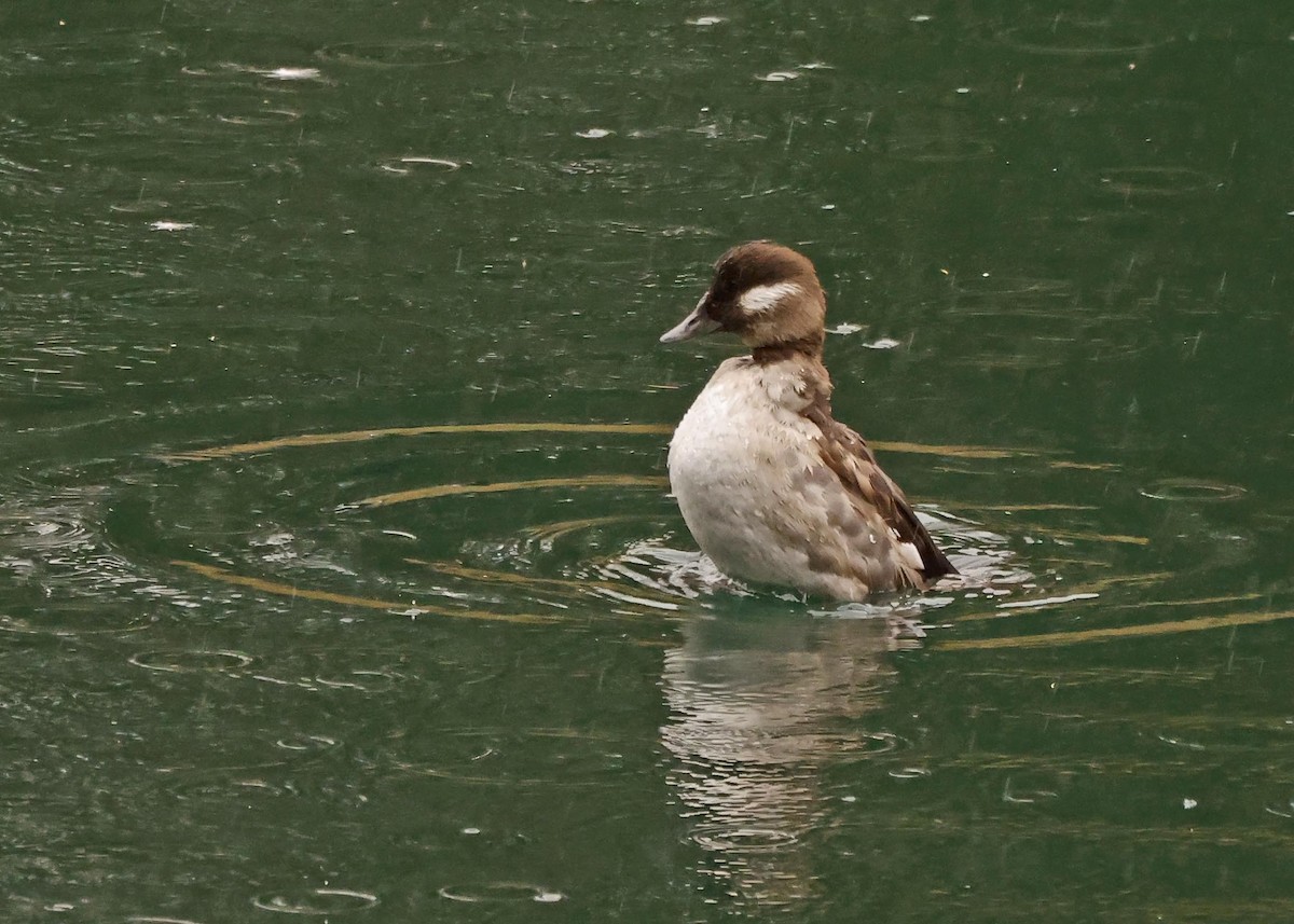 Bufflehead - ML623657317