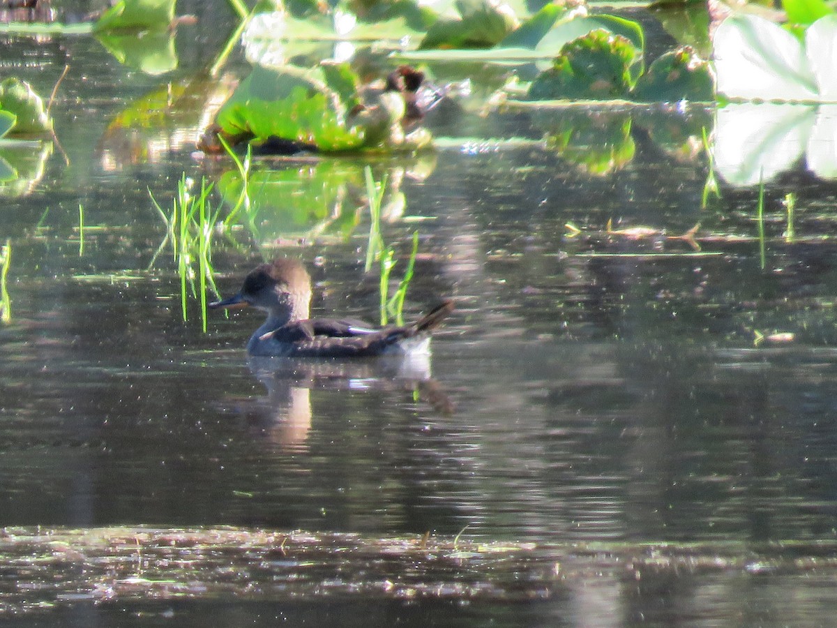 Hooded Merganser - ML623657339