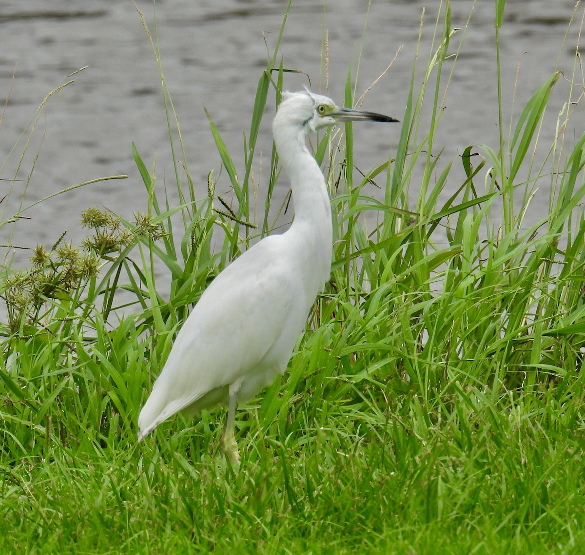 Little Blue Heron - ML623657351