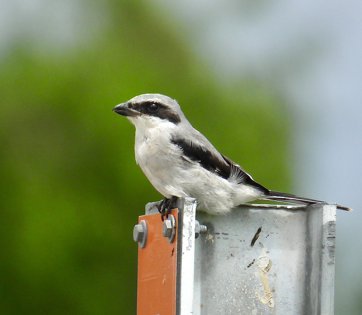 Loggerhead Shrike - ML623657358