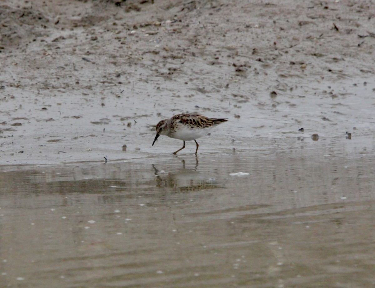 Least Sandpiper - ML623657403