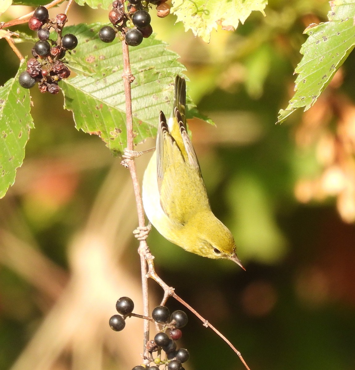 Common Yellowthroat - Scott Weaver