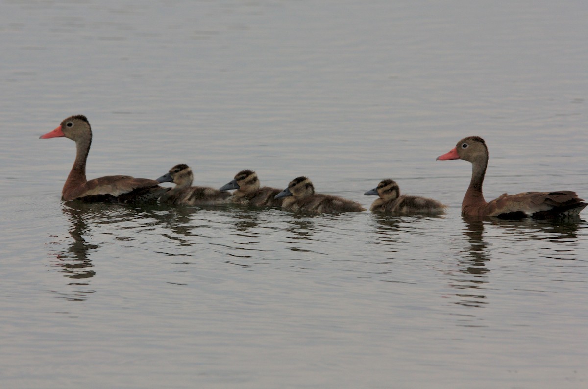 Black-bellied Whistling-Duck - ML623657423