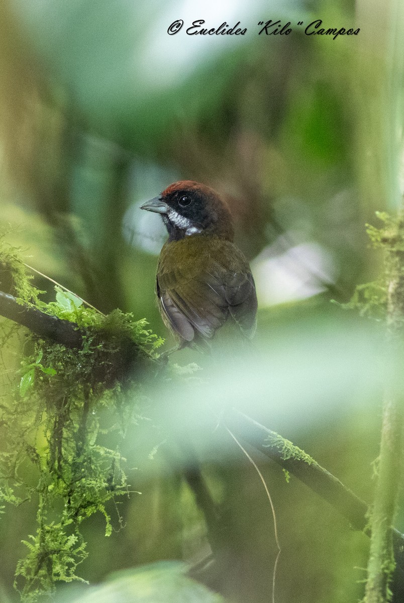 Sooty-faced Finch - ML623657447