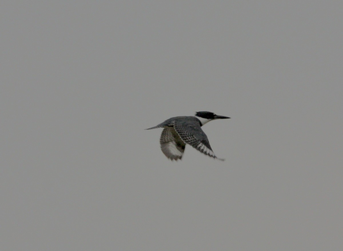 Belted Kingfisher - ML623657468