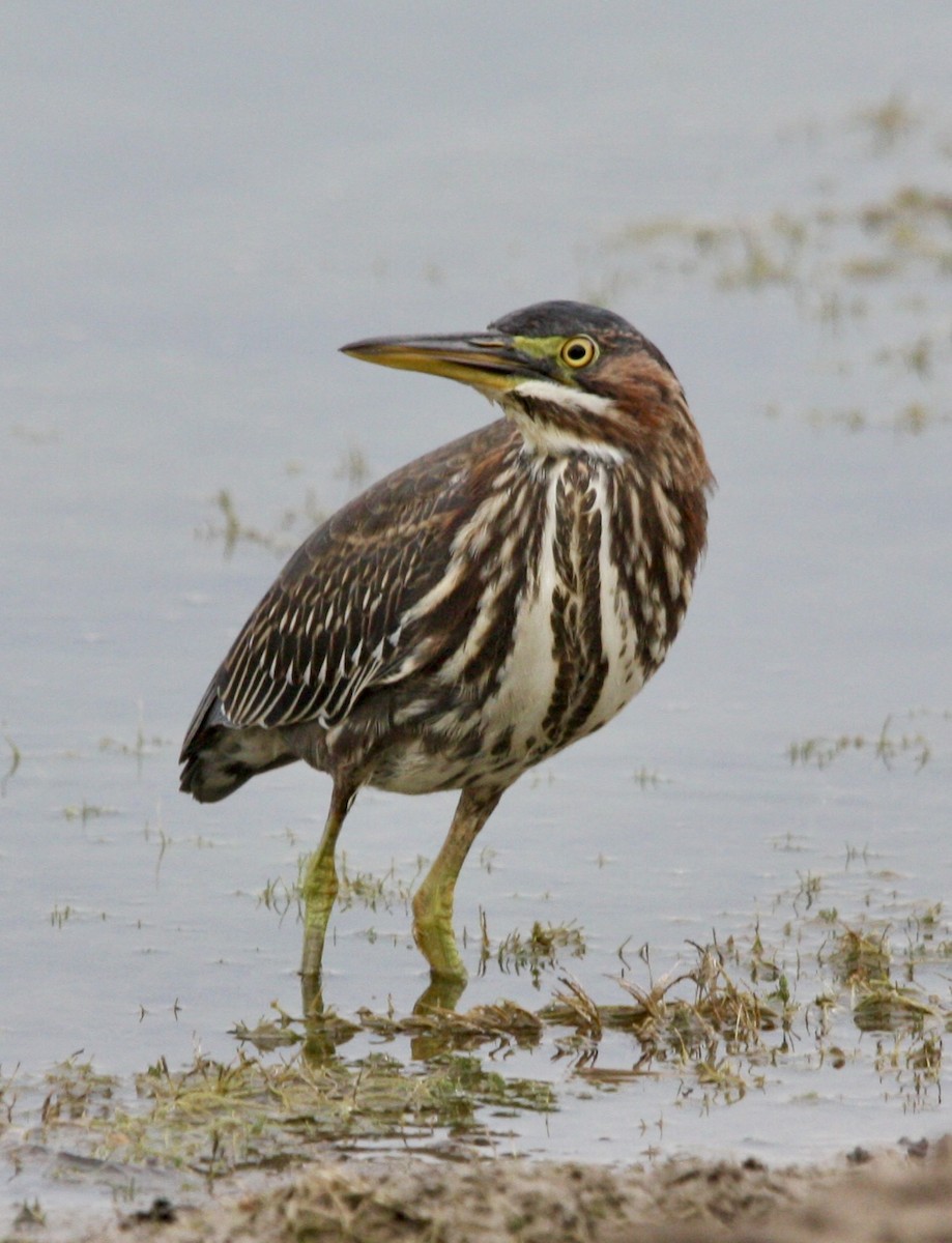 Green Heron - ML623657475