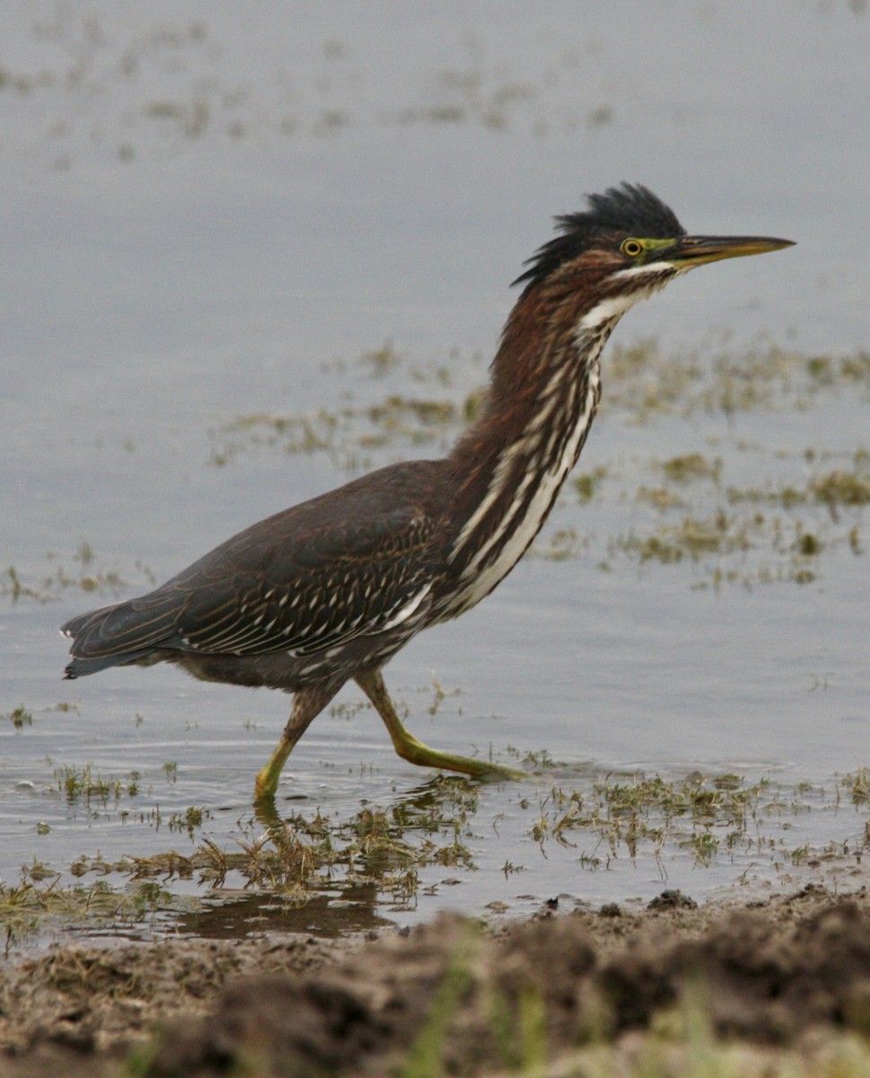 Green Heron - ML623657478