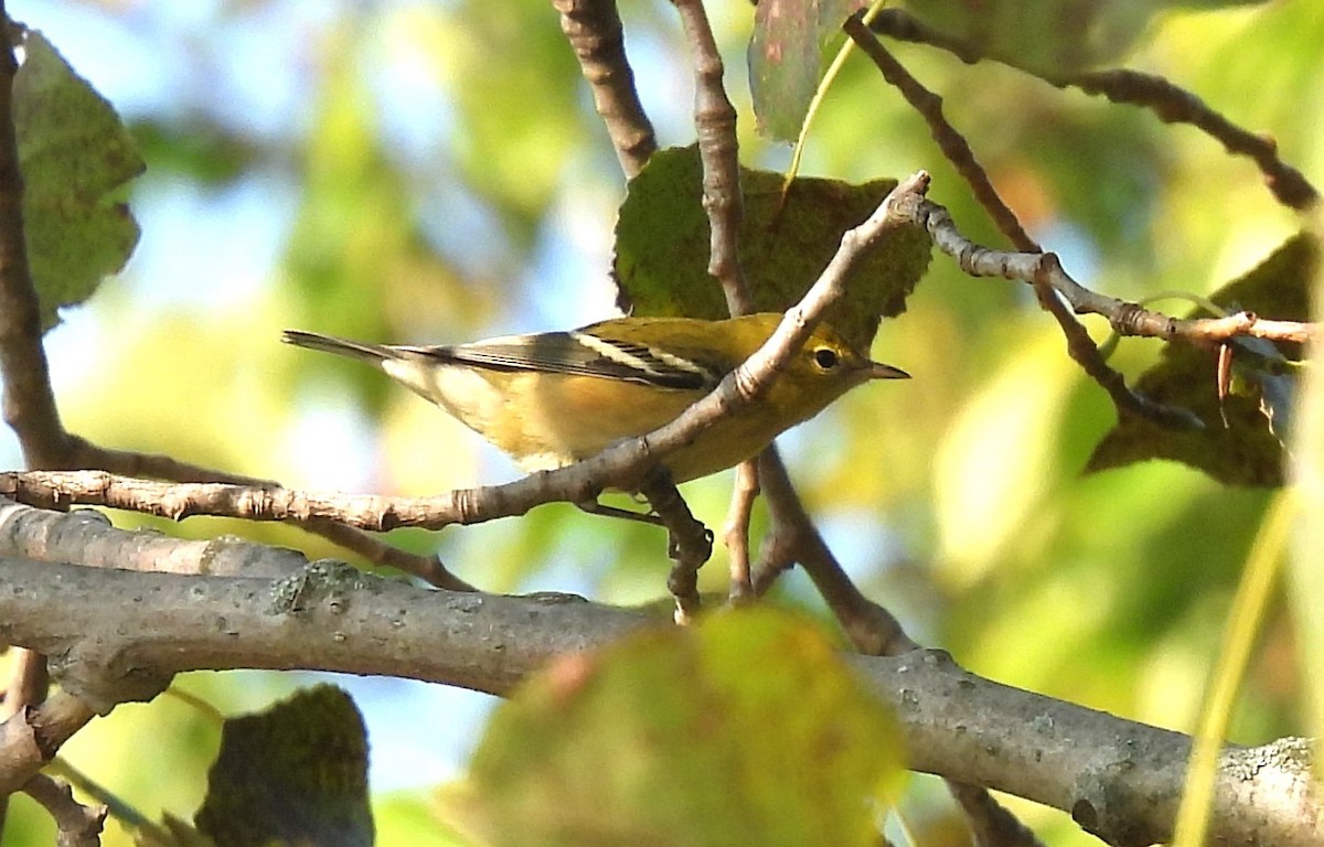 Braunkehl-Waldsänger - ML623657514