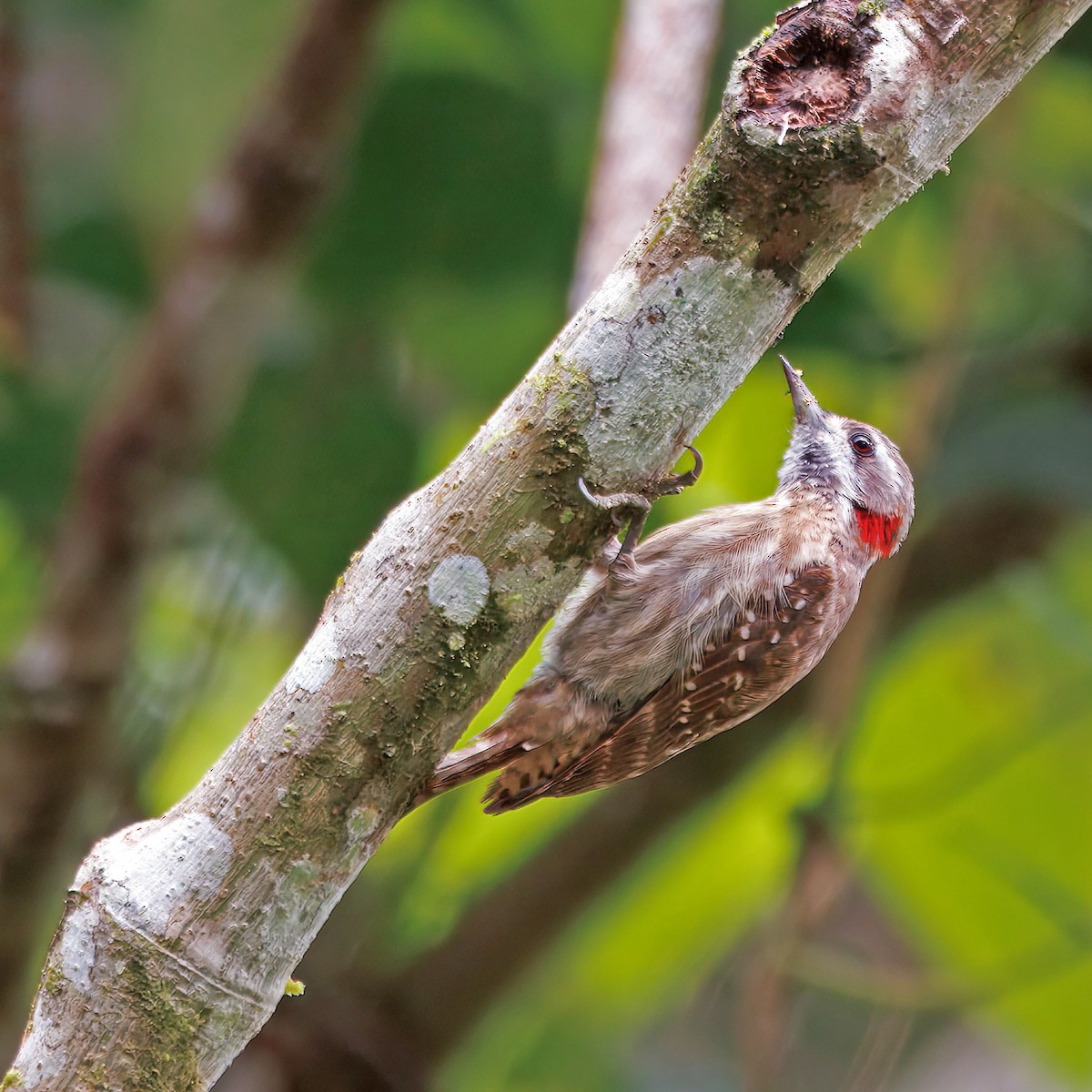 Sulawesi Pygmy Woodpecker - ML623657669