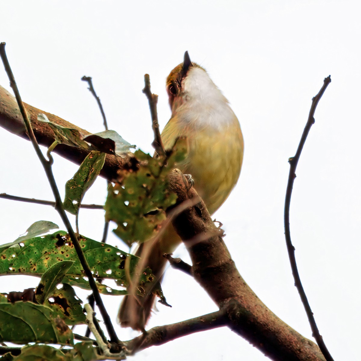 Sulphur-bellied Whistler - ML623657672