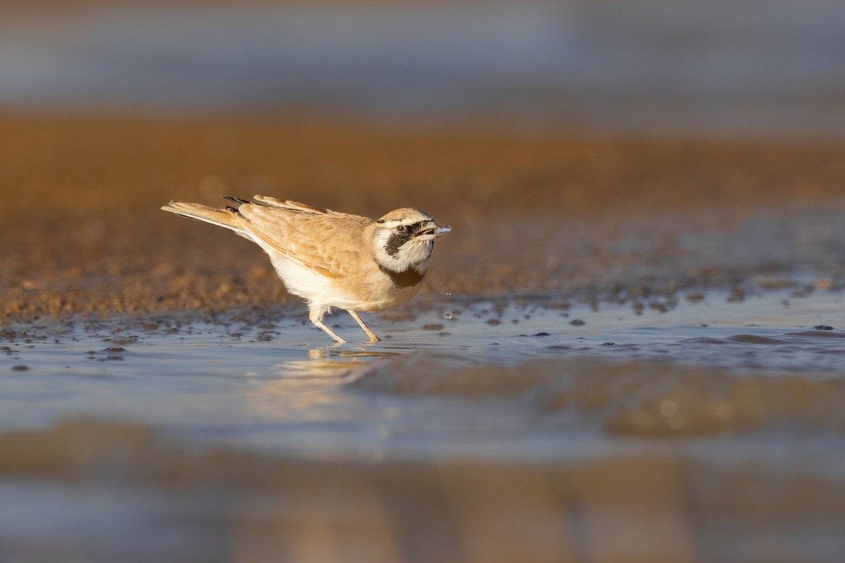 Temminck's Lark - ML623657682