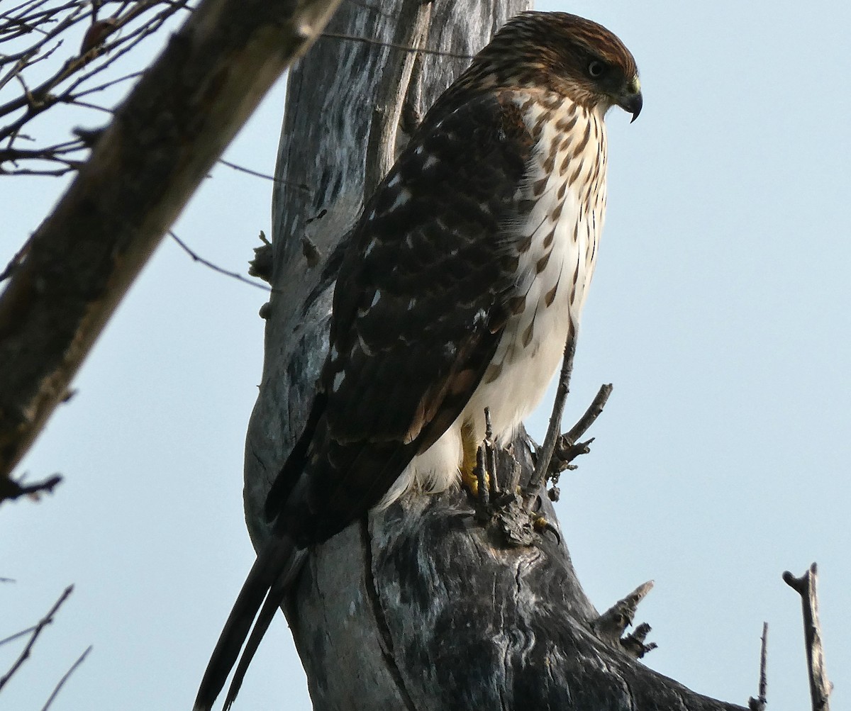 Cooper's Hawk - ML623657712