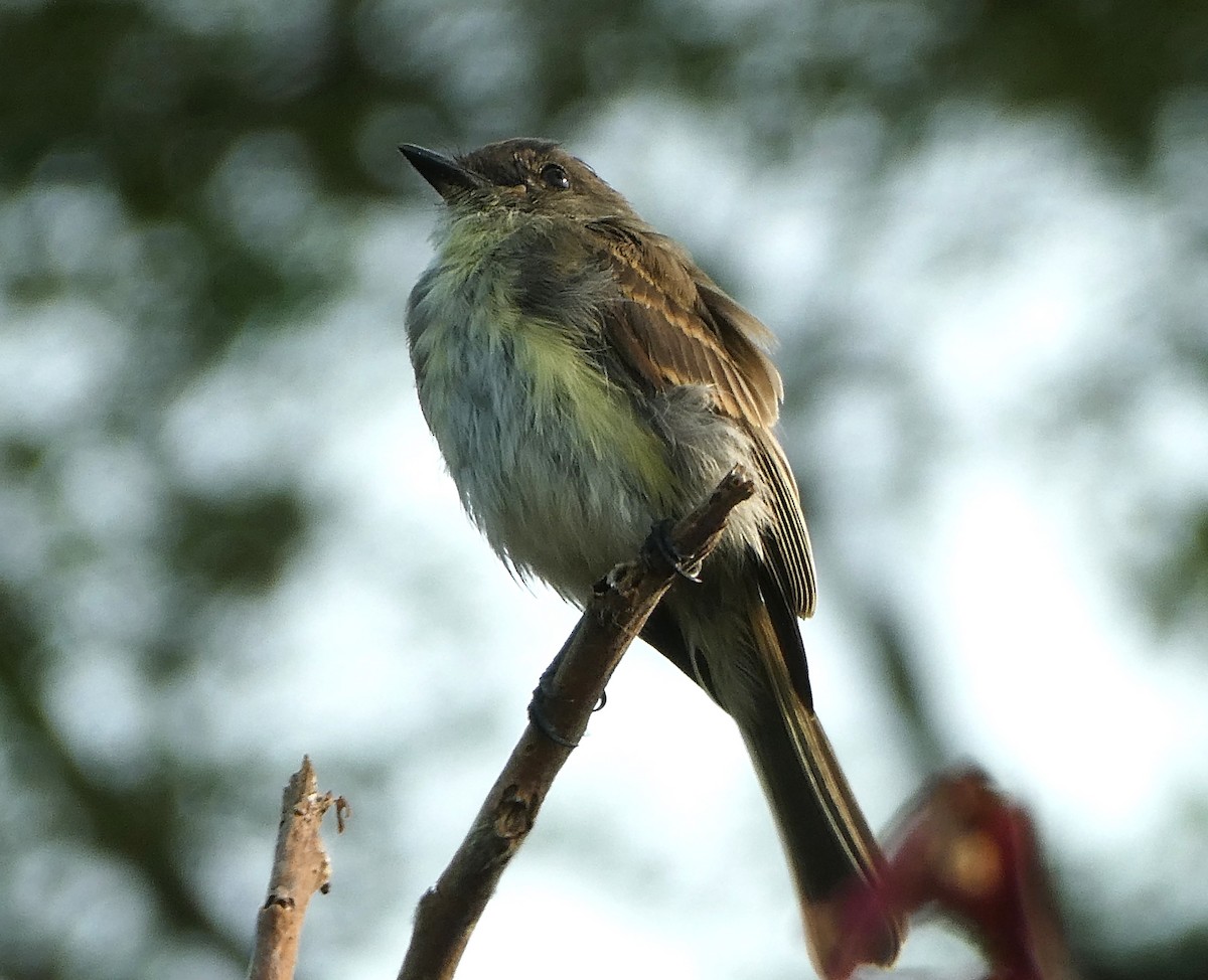 Eastern Phoebe - ML623657749