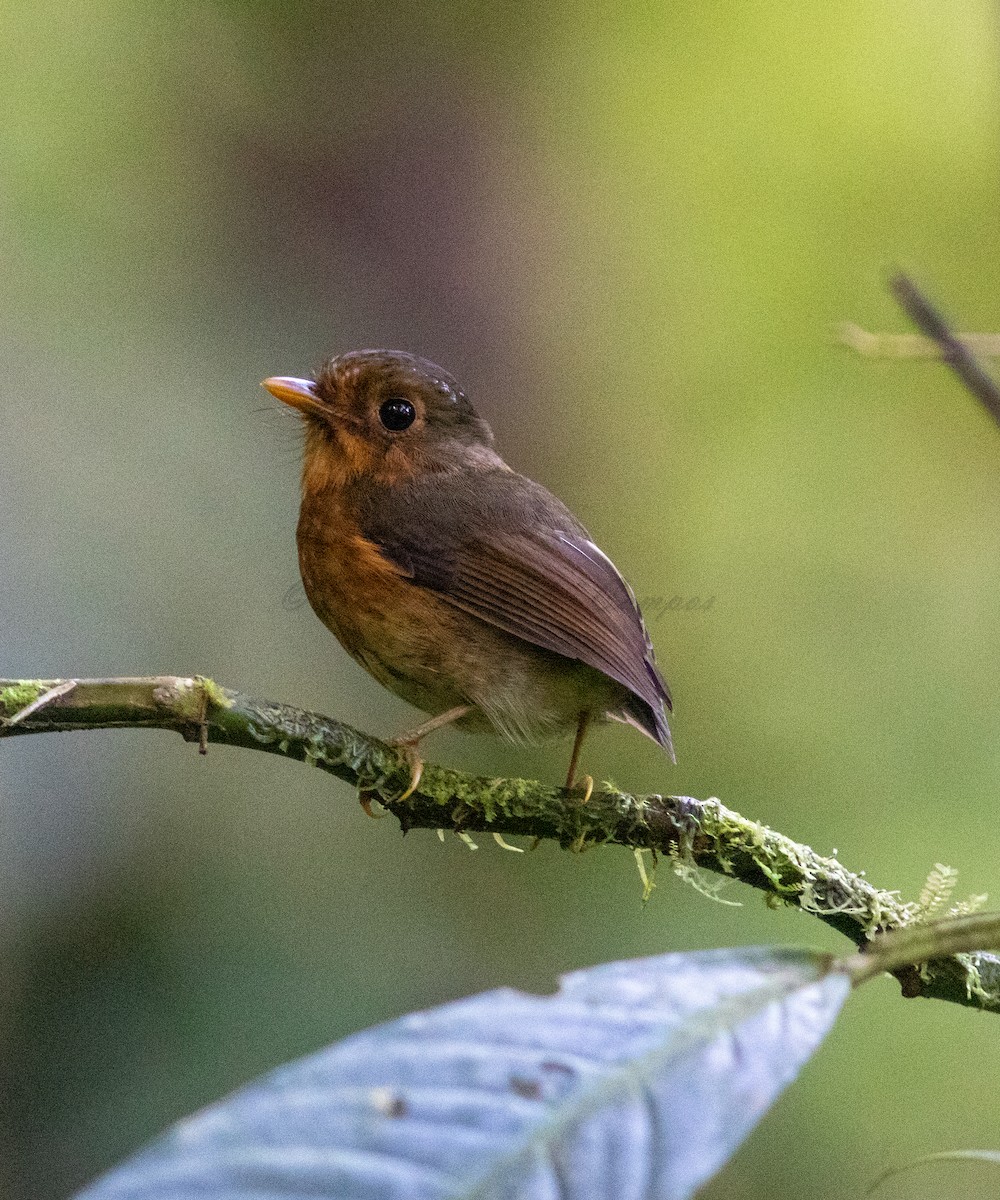 Ochre-breasted Antpitta - ML623657752