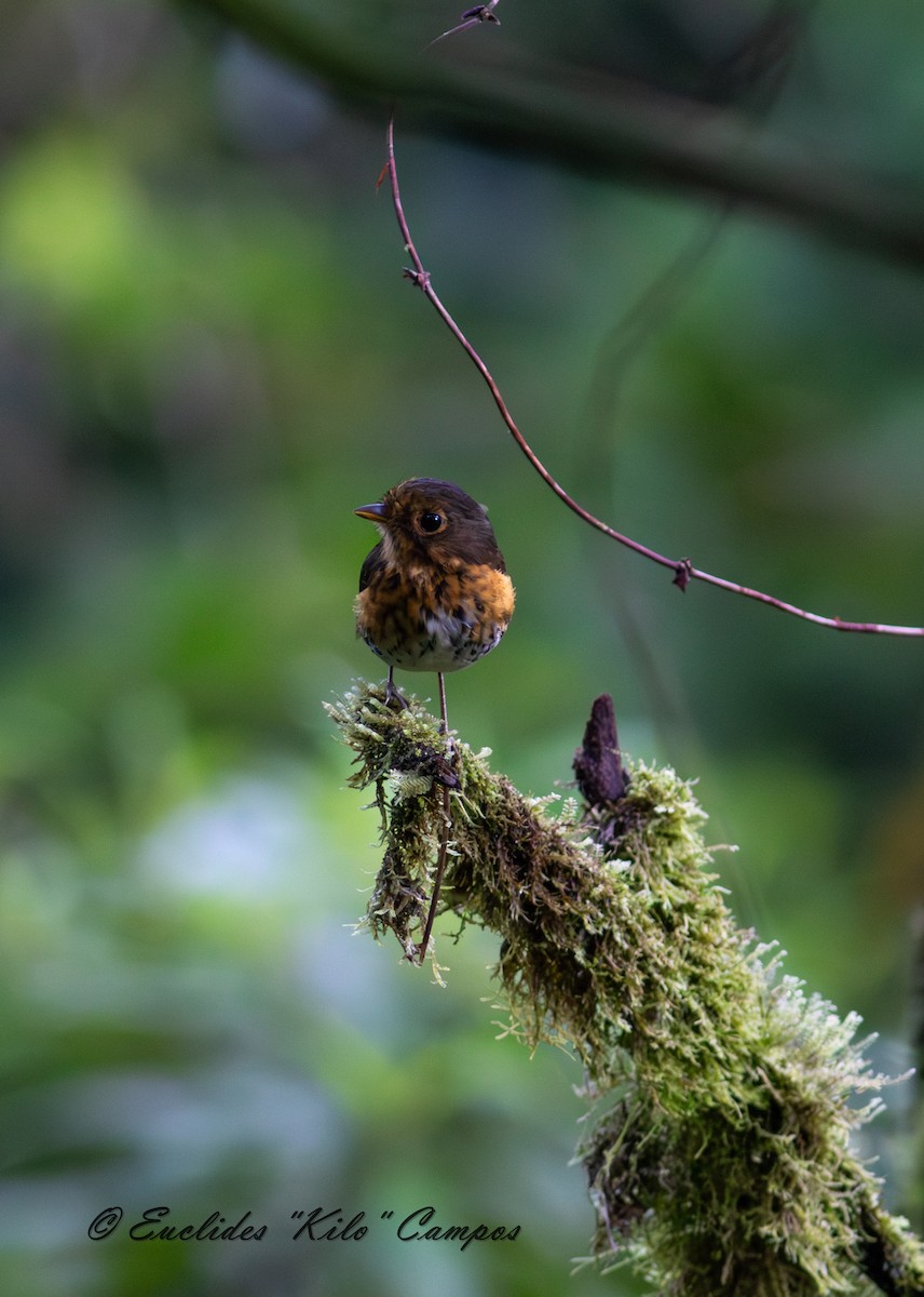 Ochre-breasted Antpitta - ML623657753