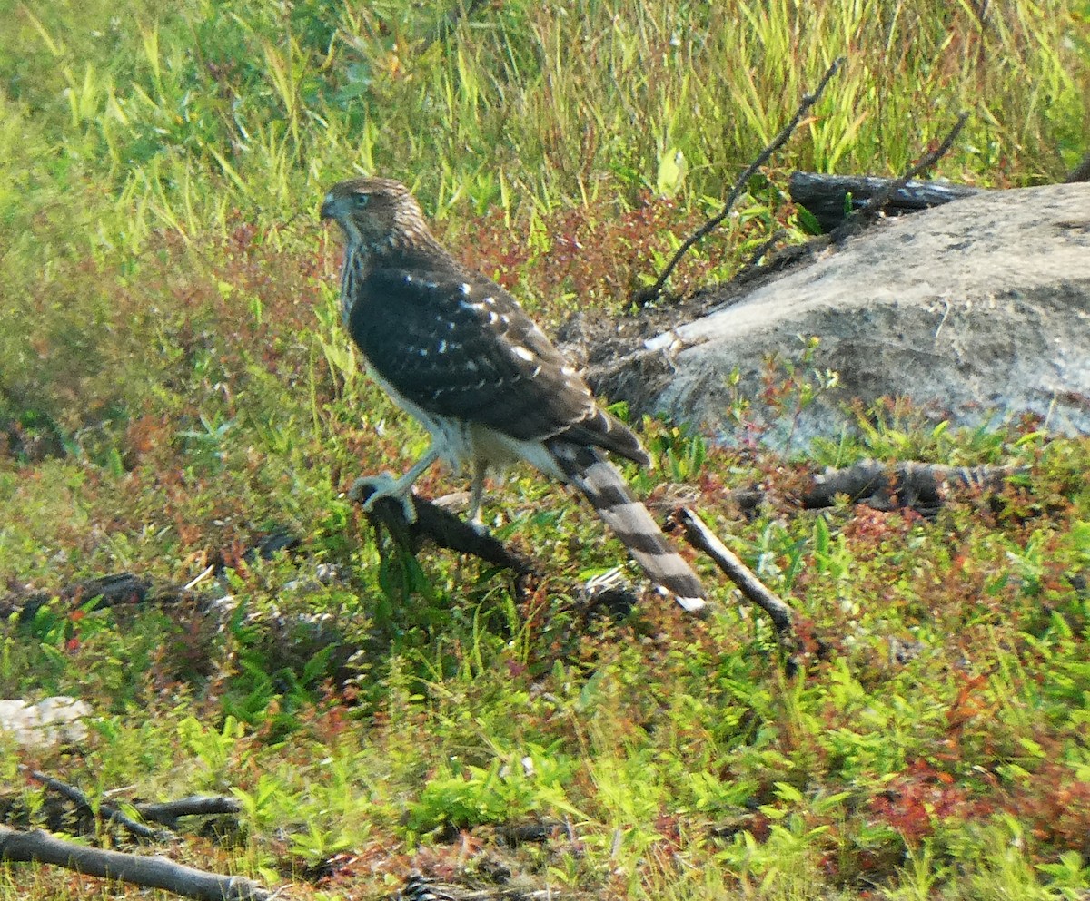 Cooper's Hawk - ML623657765