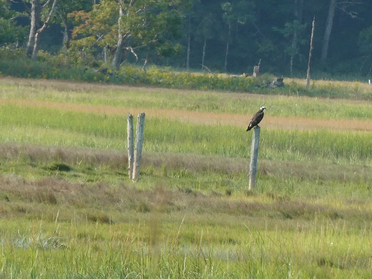 Águila Pescadora - ML623657861