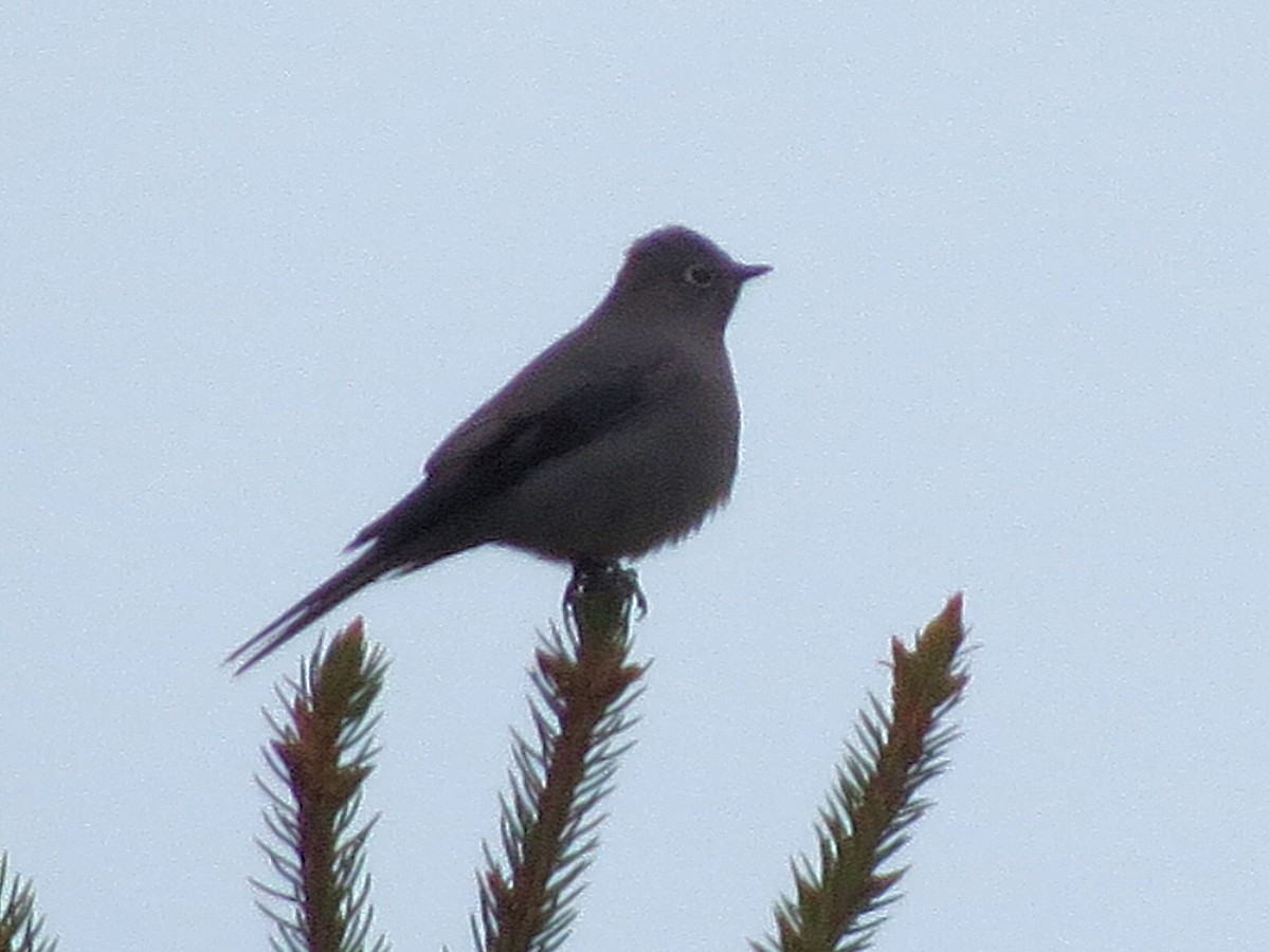 Townsend's Solitaire - ML623657864