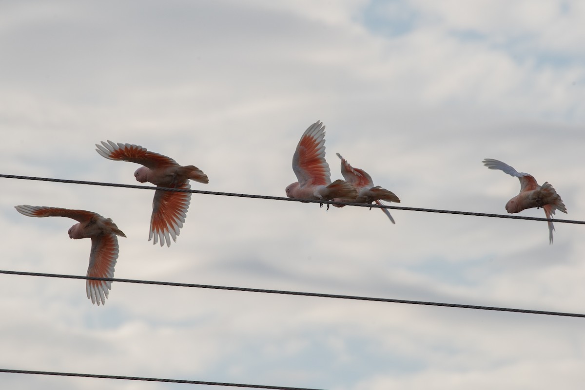 Pink Cockatoo - ML623657865