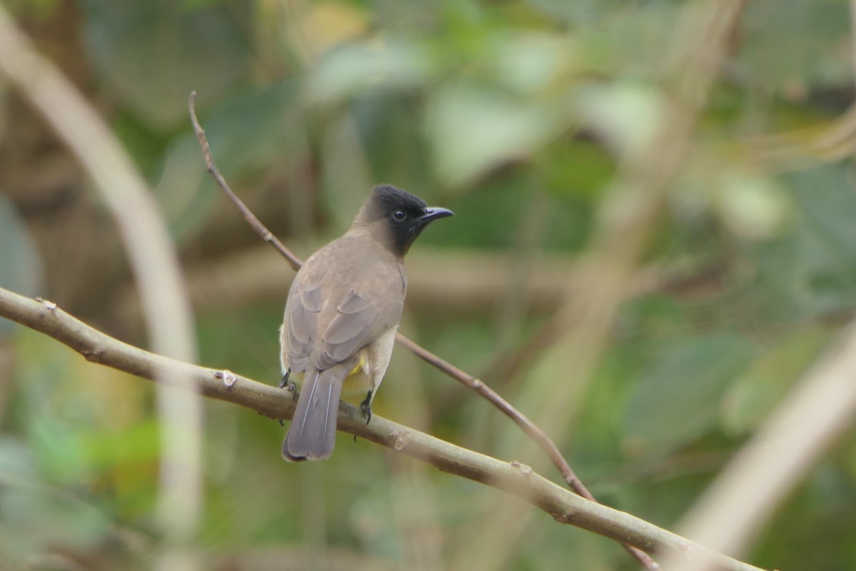 Common Bulbul (Dark-capped) - Mick Mellor