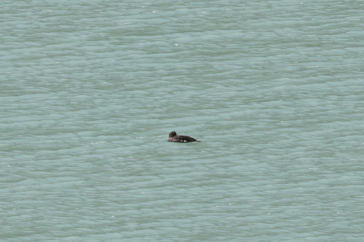 Barrow's Goldeneye - ML623657909