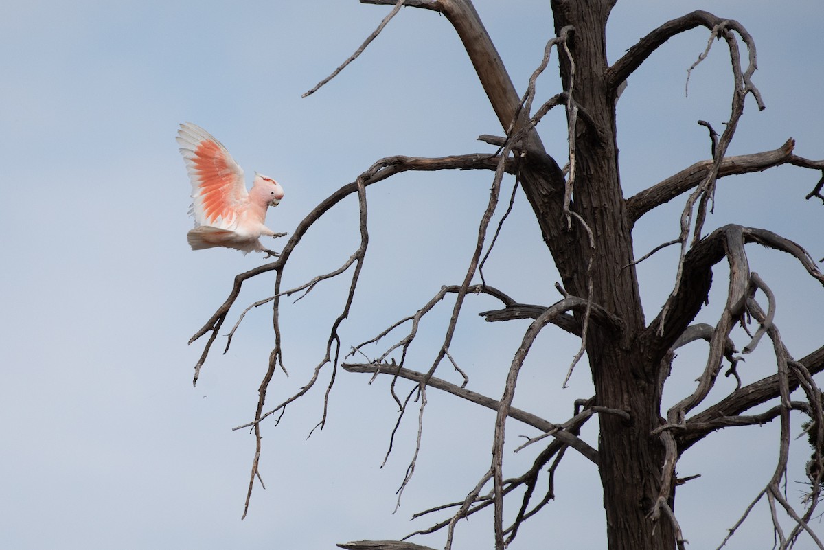 Pink Cockatoo - ML623657912