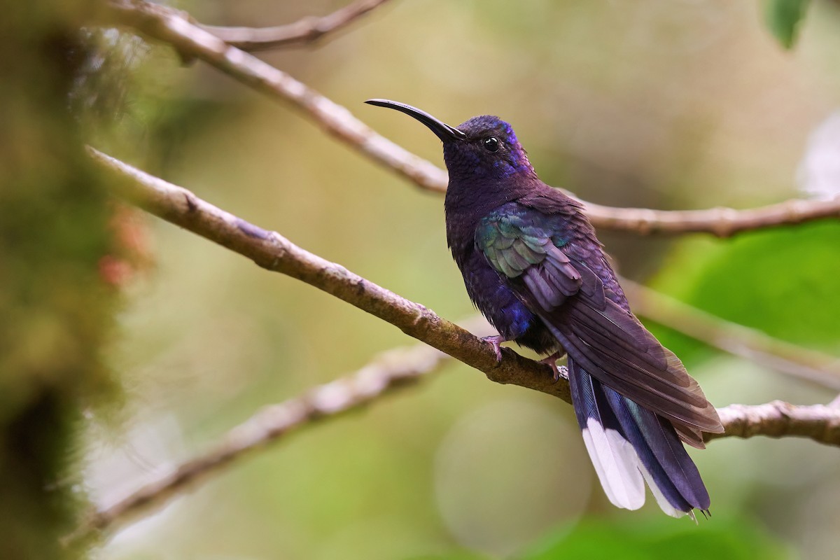 Colibrí Morado - ML623658018